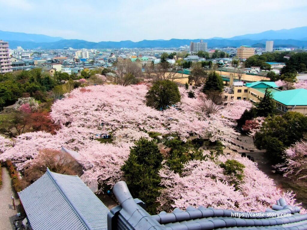長浜城の豊公園の桜