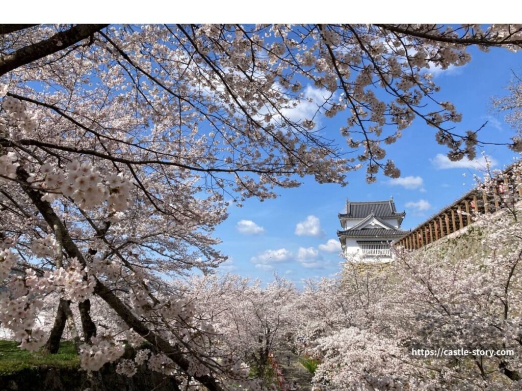 津山城の桜