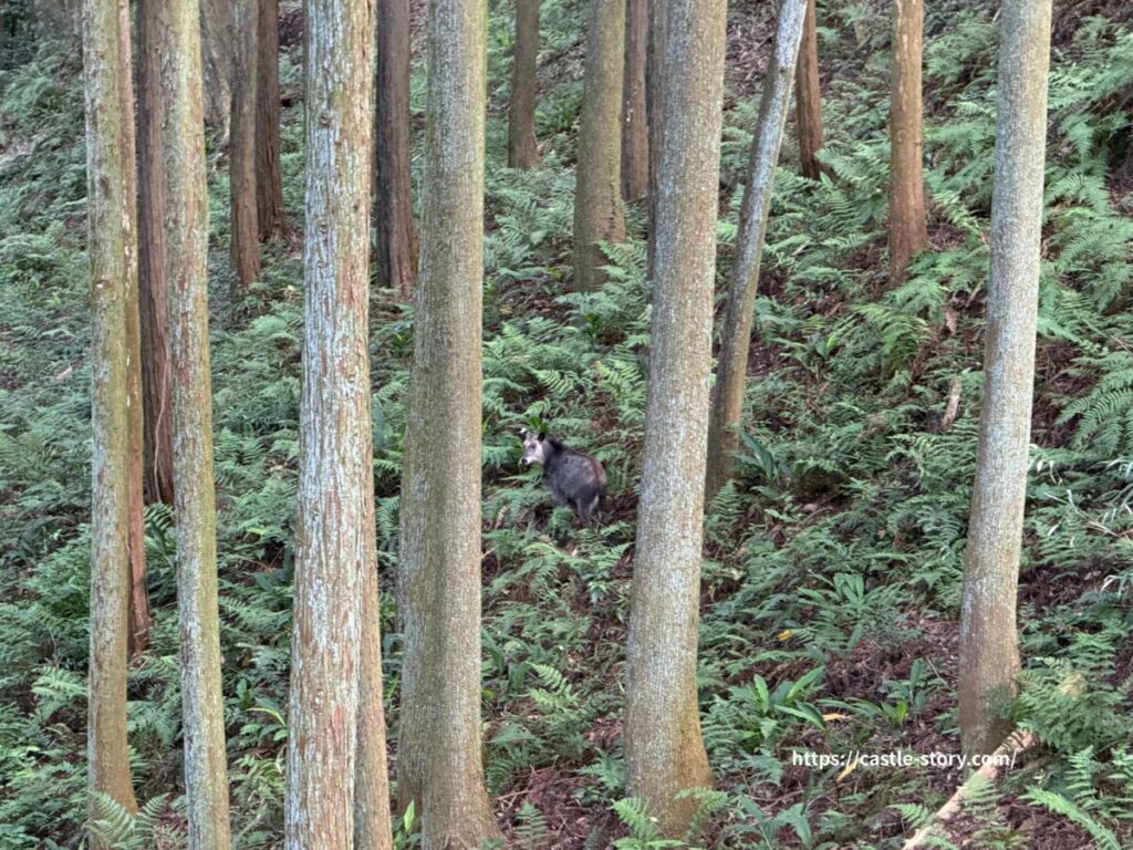 ニホンカモシカ
