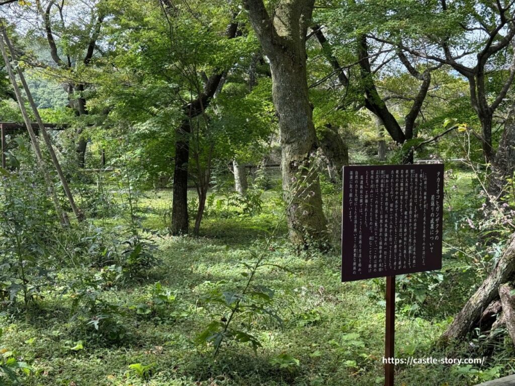 タカトオコヒガンザクラ